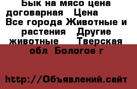 Бык на мясо цена договарная › Цена ­ 300 - Все города Животные и растения » Другие животные   . Тверская обл.,Бологое г.